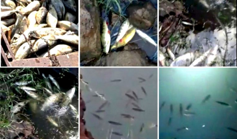 Vereadores de Piraju vão apresentar denúncia no MP Federal sobre peixes mortos no Paranapanema