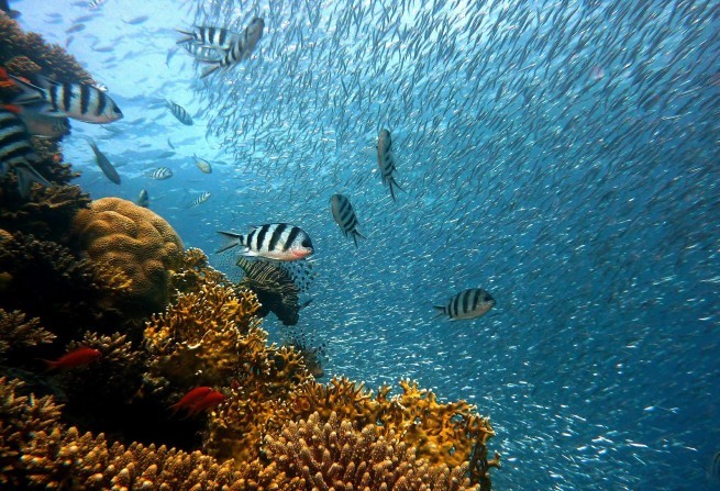 Apesar de reunir 97% de toda a água do planeta, cerca de 90% do oceano ainda são um mistério