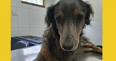 Solidariedade e agilidade do CCZ garantem final feliz a cão desaparecido em Piraju