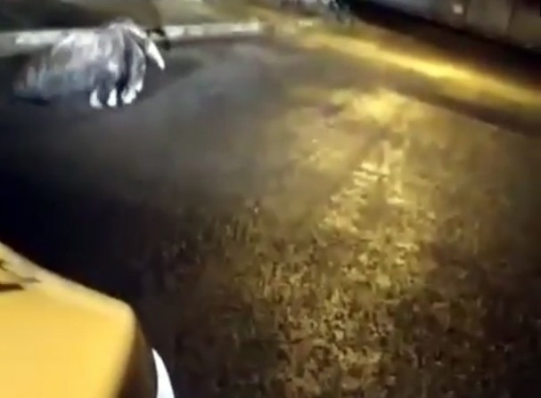Tamanduá bandeira é resgatado por Corpo de Bombeiros em Botucatu. Veja o vídeo.