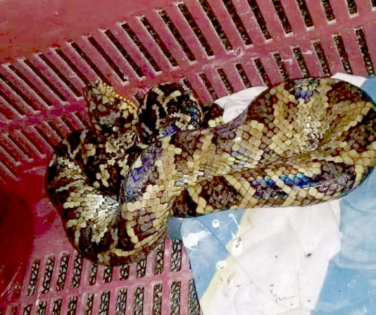 Espécie de jiboia ameaça de extinção é resgatada por vigilantes do Parque Estadual Intervales