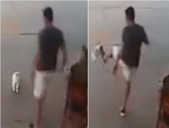 Caso de agressão a animal em Piraju: inquérito foi enviado ao Ministério Público