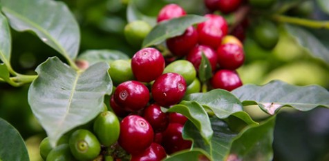 Com recorde de inscritos, ‘Concurso Estadual Qualidade do Café de São Paulo’ inicia etapa de provas