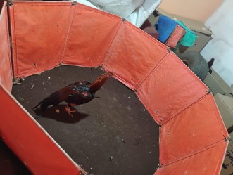 Polícia Ambiental prende sete pessoas em rinha de galo em Avaré
