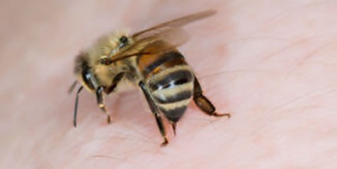 Em Botucatu idosa morre depois de  ataque de abelhas africanizadas dentro da própria casa