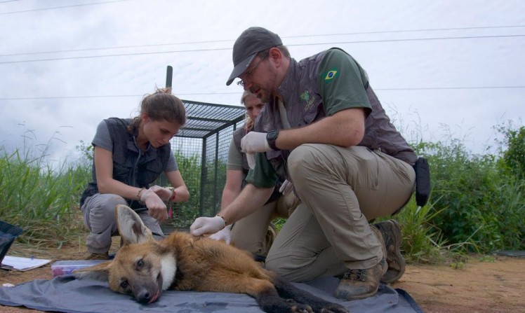 Conservação do lobo-guará beneficia produtores rurais, dizem biólogos (Agência Brasil)