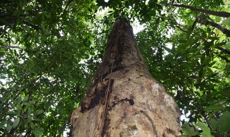 Pesquisadores descobrem espécie de árvore gigante na Mata Atlântica (Ag. Brasil)