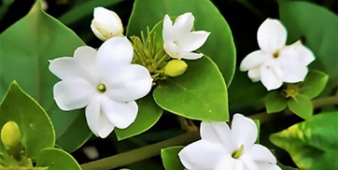 Ação inédita da AASP faz a diferença na vida de 10 crianças com o Projeto Jasmim