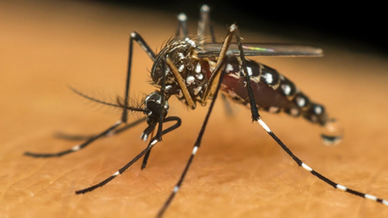 Profissionais de saúde alertam para ressurgimento do tipo 3 da dengue