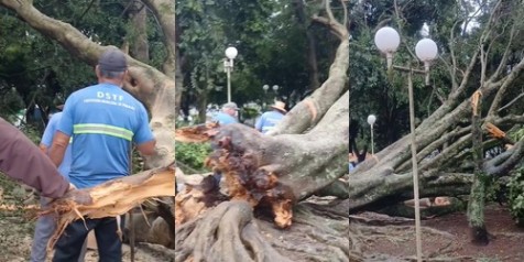Temporal derruba mais de dez árvores em Piraju e mobiliza força-tarefa