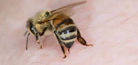 Em Botucatu idosa morre após ataque de abelhas africanizadas dentro de casa