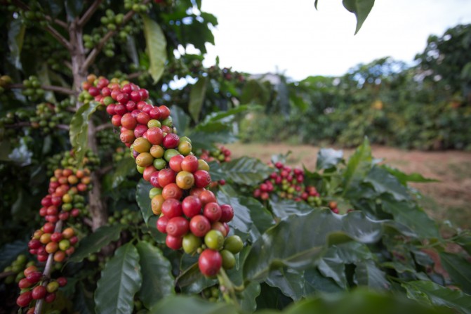 INDICADORES: Café continua em alta nesta terça (4)