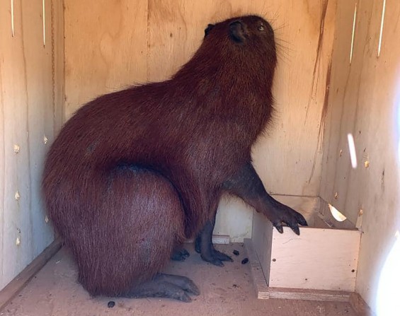 RESGATE DE CAPIVARA EM TIMBURI