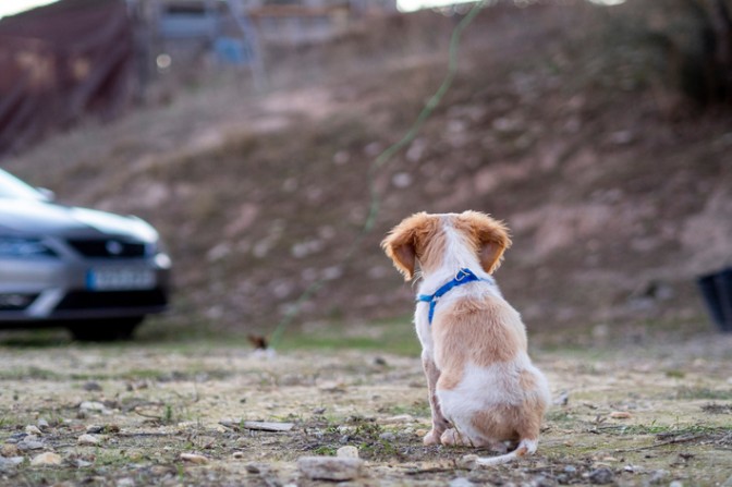 Crueldade Ignorada: Quando o Abandono Animal Revela a Maldade Humana