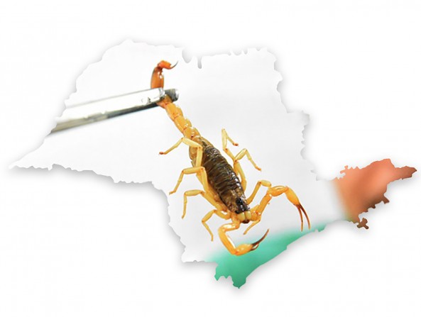 Envenenamento por escorpião quintuplicaram no Estado de São Paulo em dez anos  (Jornal da USP)
