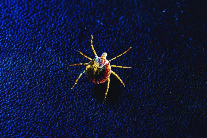 Infectologista do HCMB explica a febre maculosa e importância de diagnóstico rápido