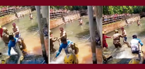 Sucuri de 5 metros é capturada num  resort em Rio Quente em Goiás