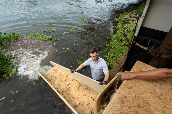 CTG Brasil solta 1,35 milhão de peixes no rio Paranapanema região Avaré