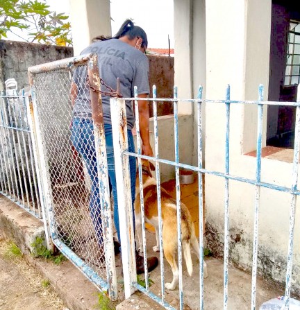 AVARÉ  Polícia Civil resgata cão deixado sozinho em residência